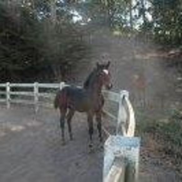 roccosranch